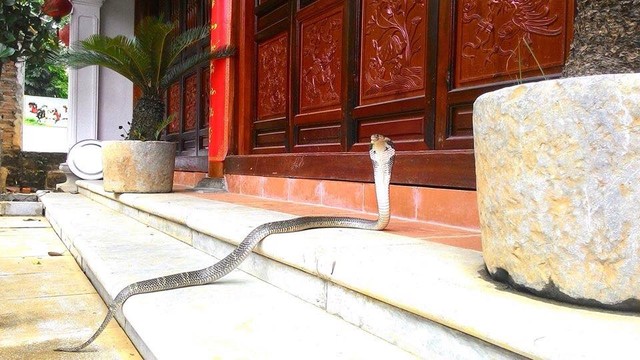 Vượng râu hoảng hốt khi thấy rắn hổ mang xuất hiện ở phủ thờ - 1