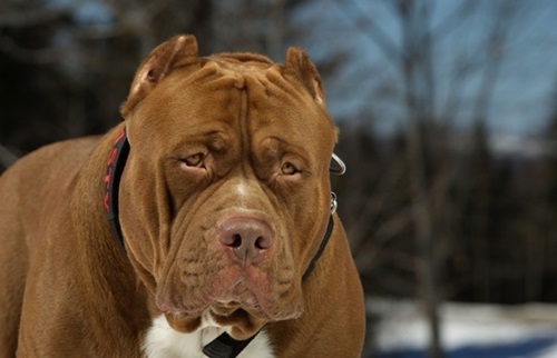 Video: Chú chó pitbull lớn nhất thế giới nặng 80kg - 1