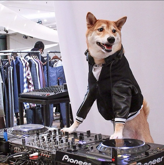 Menswear là chú chó 4 tuổi giống Shiba Inu hiện đang “nổi như cồn” trên Instagram.


