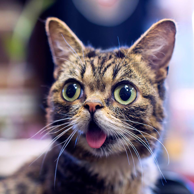 Lil Bub “sở hữu” một facebook với 1,7 triệu người thích, 681.000 người theo dõi trên instagram và có hẳn một cửa hàng trực tuyến chuyên bán áo thun, sách, đồ chơi…in chân dung của chính mình.
