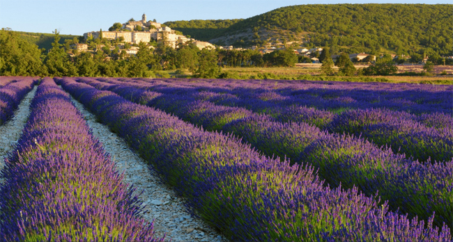 Provence, Pháp.
