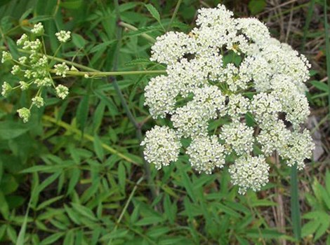 12 loài hoa đẹp có chất kịch độc chết người - 9