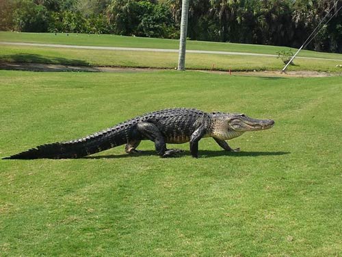 Tá hỏa vì cá sấu lên sân golf "tắm nắng" - 1