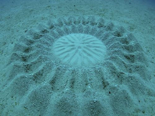 Giải mã “vòng tròn kỳ lạ” phát hiện dưới đáy biển Nhật Bản - 1