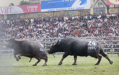 Cho trâu nghe nhạc - Độc chiêu “luyện võ” cho “chiến ngưu” - 2