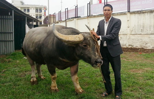 Cho trâu nghe nhạc - Độc chiêu “luyện võ” cho “chiến ngưu” - 4