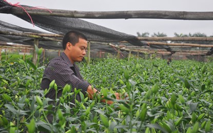 Lãi gần 1 tỷ đồng/năm nhờ trồng hoa ly - 1