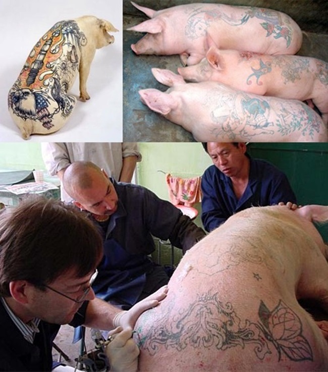 Ngạc nhiên với nghệ thuật xăm mình cho lợn, tô màu cho voi - 5