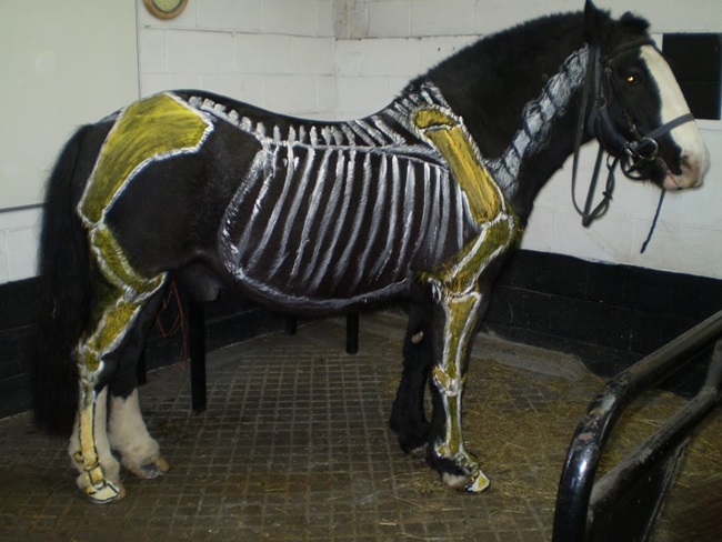 Ngạc nhiên với nghệ thuật xăm mình cho lợn, tô màu cho voi - 8