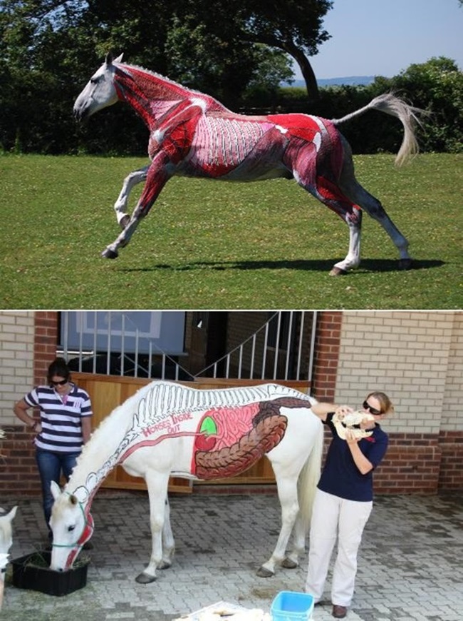 Ngạc nhiên với nghệ thuật xăm mình cho lợn, tô màu cho voi - 10