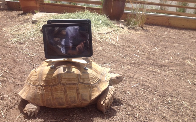 Ngạc nhiên với nghệ thuật xăm mình cho lợn, tô màu cho voi - 14