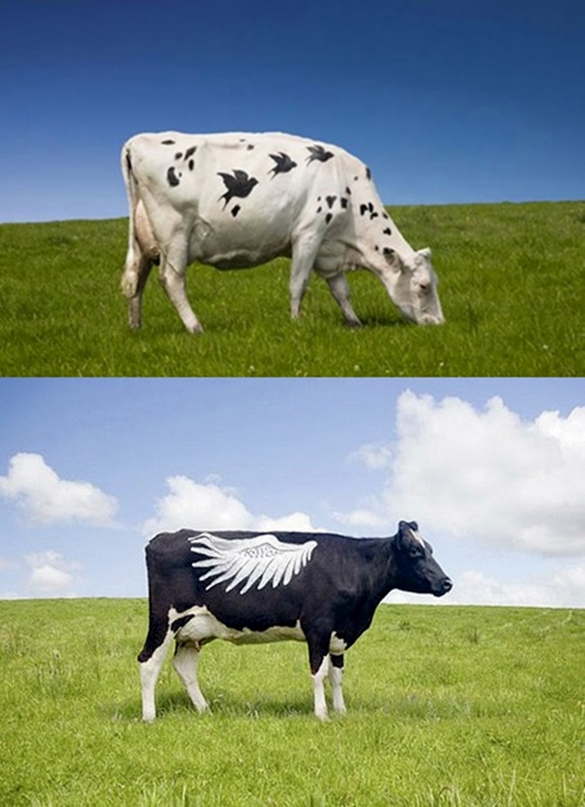 Ngạc nhiên với nghệ thuật xăm mình cho lợn, tô màu cho voi - 4