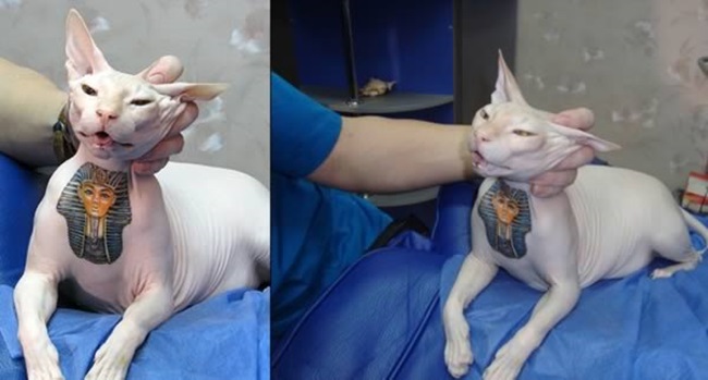 Ngạc nhiên với nghệ thuật xăm mình cho lợn, tô màu cho voi - 6