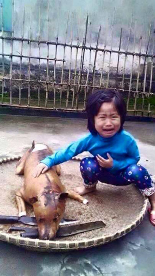 Xúc động với bức ảnh bé gái nức nở bên chú chó bị giết - 1