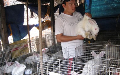 Cử nhân công nghệ về quê nuôi thỏ New Zealand - 1