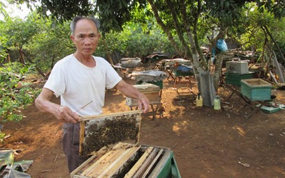 U70 kiếm hàng trăm triệu mỗi năm nhờ nuôi ong - 1