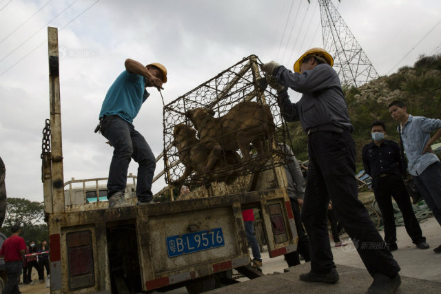 Bên trong lò giết mổ chó kinh hoàng ở Trung Quốc - 5