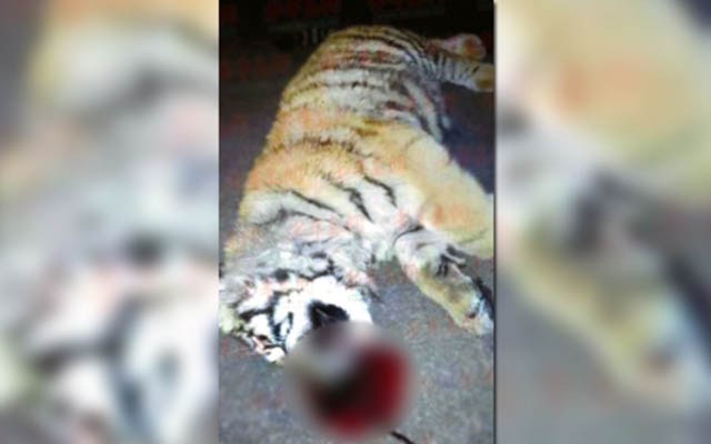3 quan chức TQ bị phạt nặng vì nuôi hổ làm thú cưng - 1