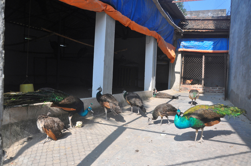 Thu hàng trăm triệu nhờ dàn "vũ công" tuyệt đẹp - 2