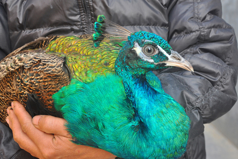 Thu hàng trăm triệu nhờ dàn "vũ công" tuyệt đẹp - 4