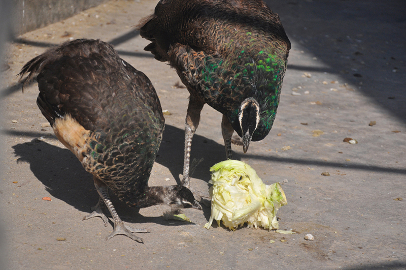 Thu hàng trăm triệu nhờ dàn "vũ công" tuyệt đẹp - 8