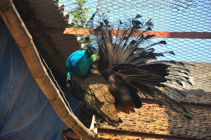 Thu hàng trăm triệu nhờ dàn "vũ công" tuyệt đẹp - 9