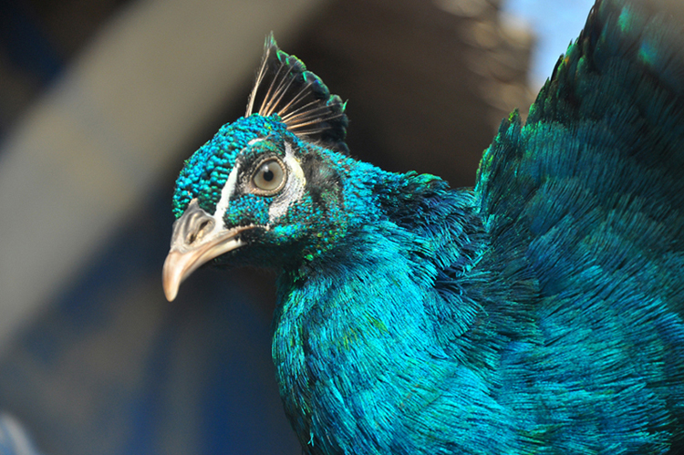 Thu hàng trăm triệu nhờ dàn "vũ công" tuyệt đẹp - 5