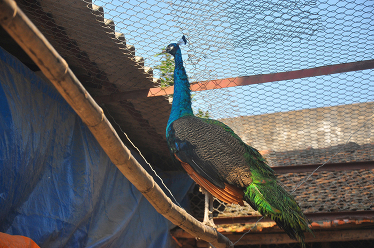 Thu hàng trăm triệu nhờ dàn "vũ công" tuyệt đẹp - 6