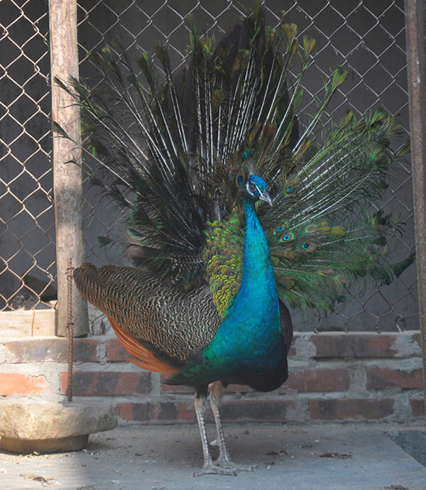 Thu hàng trăm triệu nhờ dàn "vũ công" tuyệt đẹp - 10