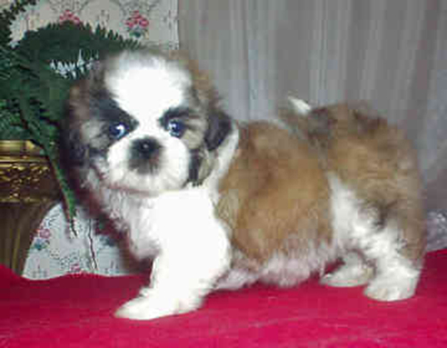 Câu chuyện cảm động về 25 chú chó dũng cảm cứu người - 4