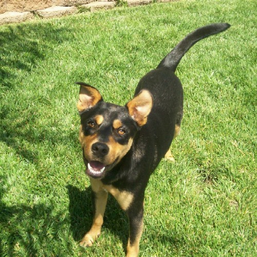 Câu chuyện cảm động về 25 chú chó dũng cảm cứu người - 7