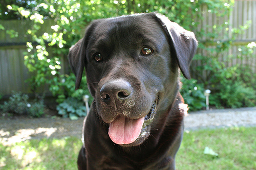 Câu chuyện cảm động về 25 chú chó dũng cảm cứu người - 9