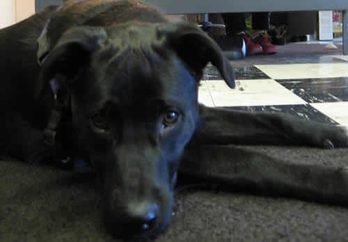 Câu chuyện cảm động về 25 chú chó dũng cảm cứu người - 10