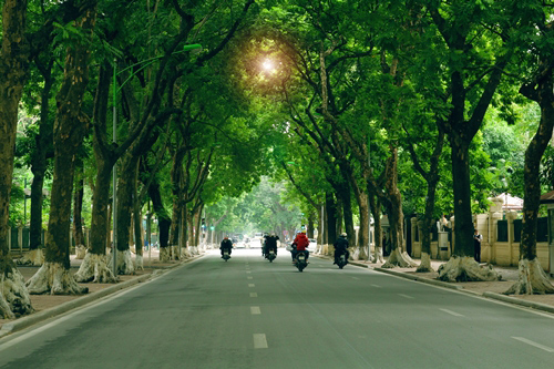 Nồng Nàn Phố làm thơ tặng 6.700 cây xanh bị "khai tử" - 1