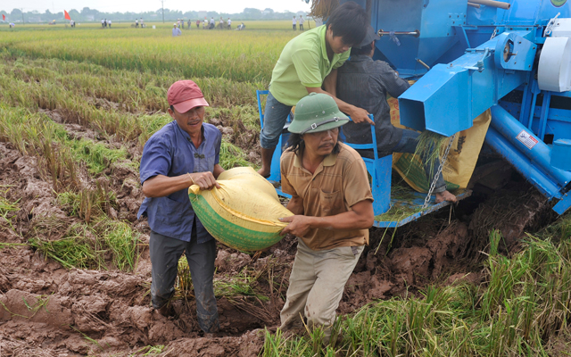 Gạo Việt sẽ đứng đầu thế giới - 1