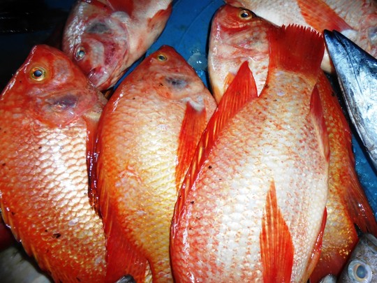Thơm ngây ngất cá diêu hồng nướng mọi - 1
