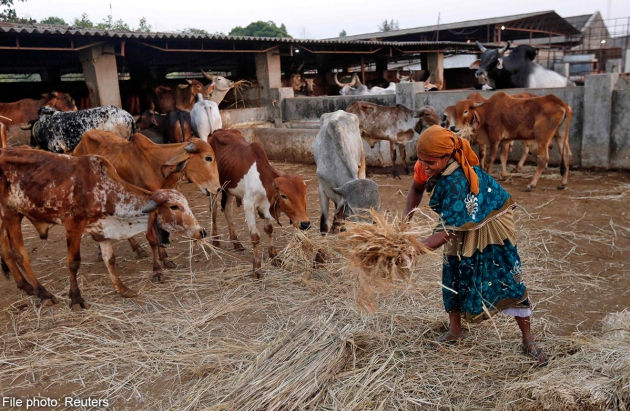 Nông dân Ấn Độ điêu đứng vì lệnh cấm thịt bò - 1