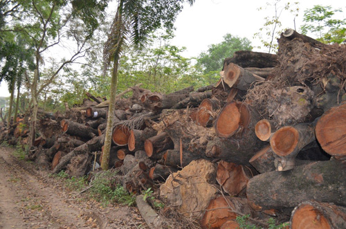 Vụ chặt cây: “Nói tiền bán gỗ hàng trăm tỷ là không có cơ sở” - 1