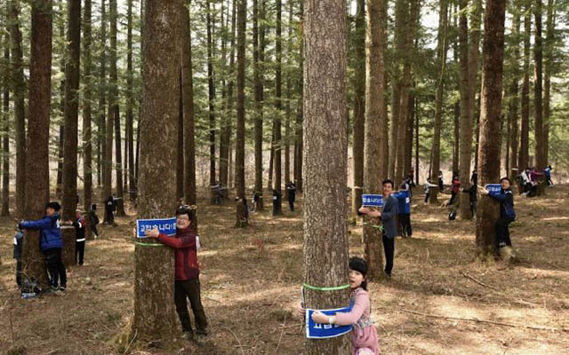 Ôm cây- “chiêu độc” bảo vệ cây xanh ở Hàn Quốc - 1