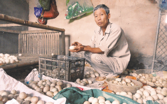 Hơn 20 vạn trứng vịt thối bất thường nghi do thức ăn chăn nuôi TQ - 1