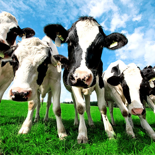 Lời mời từ trang trại xuất sắc nhất Việt Nam - 3