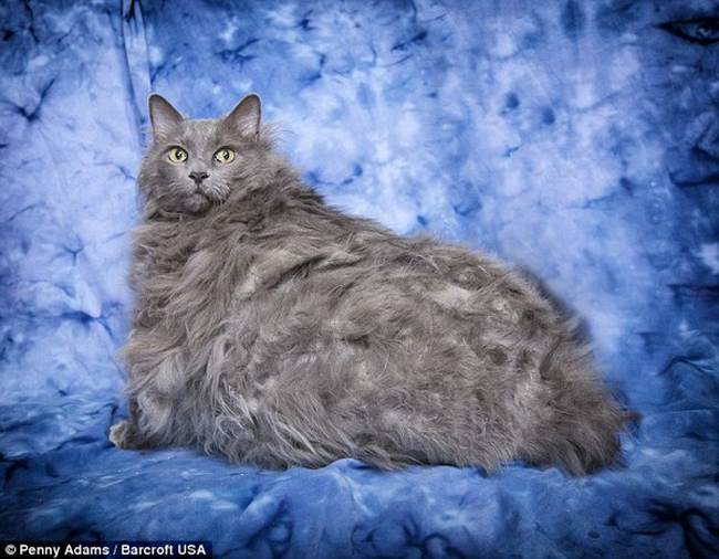 Những động vật béo phì đáng yêu nhất thế giới - 4