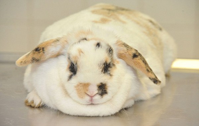 Những động vật béo phì đáng yêu nhất thế giới - 12