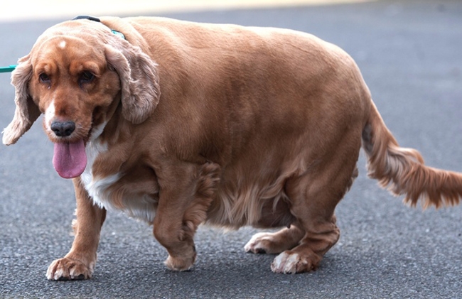 Những động vật béo phì đáng yêu nhất thế giới - 10