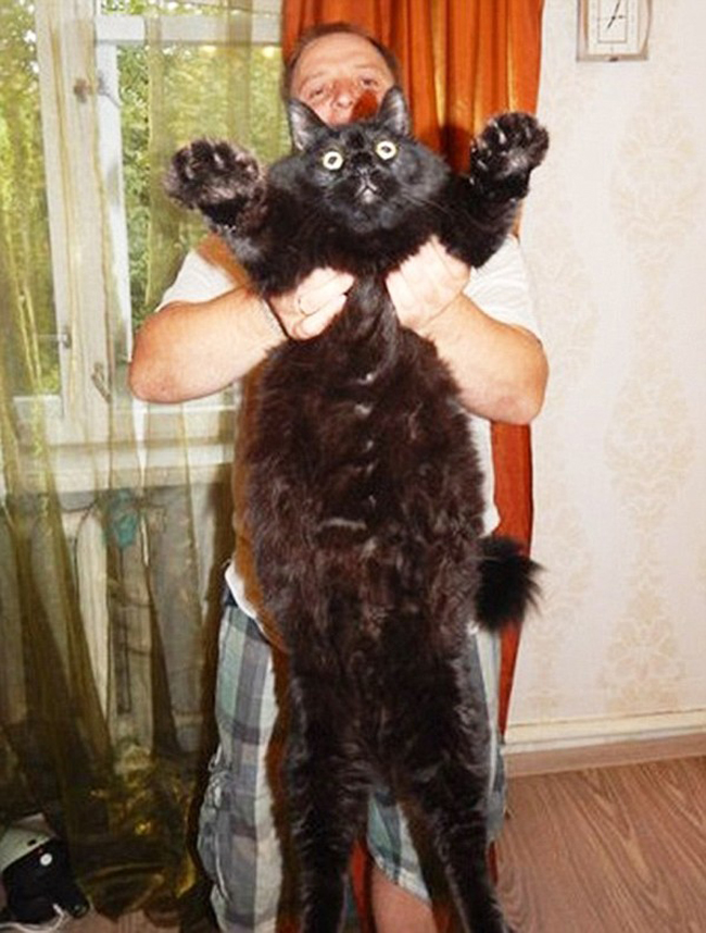 Những động vật béo phì đáng yêu nhất thế giới - 2