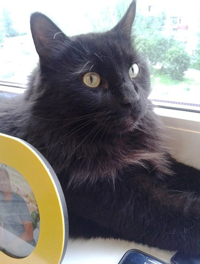 Những động vật béo phì đáng yêu nhất thế giới - 3