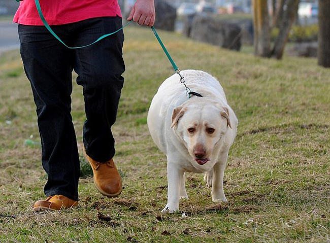 Những động vật béo phì đáng yêu nhất thế giới - 8