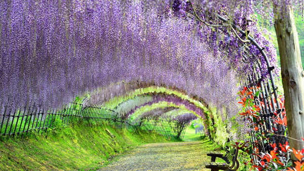 Vườn hoa Kawachi Fuji, Fukuoka, Nhật Bản. Vườn hoa có nhiều màu sắc khác nhau, trông giống như cảnh tượng thiên nhiên tuyệt đẹp trong một bức tranh sơn dầu hơn là một công viên. Những thác hoa dài buông xuống, tỏa sắc màu lộng lẫy và hương hoa thơm ngát.