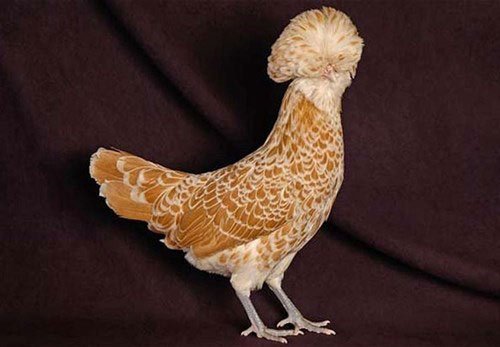 Săn sản vật “độc” biếu sếp vào dịp Tết - 2