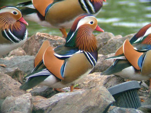 Săn sản vật “độc” biếu sếp vào dịp Tết - 3